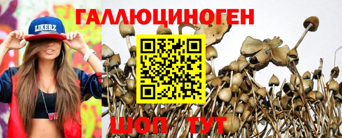 Галлюциногенные грибы GOLDEN TEACHER  Галлюциногенные грибы прущие грибы  Псков  Вход с VPN 